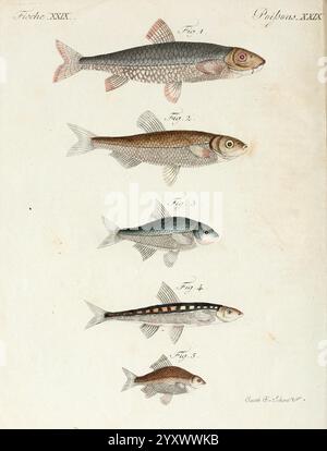 Porte-feuille Instructif et amusant pour la jeunesse, à Vienne, Chez Antoine Pichler, 1807, Naturgeschichte, juvenile Works, Woods Hole, eine Illustration, die fünf verschiedene Fischarten zeigt, die jeweils mit einer Zahl als Referenz gekennzeichnet sind. Die Exemplare sind vertikal angeordnet und zeigen verschiedene Formen, Größen und Texturen, was die Vielfalt der Wasserlebewesen unterstreicht. Der erste Fisch hat einen markanten, abgerundeten Kopf, während der zweite einen stromlinienförmigen Körper zeigt. Der dritte und vierte Fisch weisen einzigartige Färbungen und Muster auf, die auf ihre jeweiligen Lebensräume hinweisen. Das fünfte Exemplar ha Stockfoto