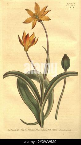 Curtis's Botanical Magazine London New York Botanical Zeitschriften Bildwerke Curtis Tulipa breyniana Taxonomie: Family= Liliaceae Sydenham Teast Edwards Südafrika, eine Illustration mit einer zarten Darstellung von Tulpen, die ein lebendiges Blütenpaar mit komplexen Blütenblättern in Orange- und Gelbtönen zeigt. Die Blüten entstehen aus einem anmutigen Stamm, der sich anmutig rundet, umgeben von üppig grünen Blättern, die ihre Schönheit unterstreichen. Nebenbei deutet eine geschlossene Tulpenknospe auf die mögliche Blüte hin. Die detailreiche Wiedergabe spiegelt die natürliche Eleganz und Harmonie dieser cl wider Stockfoto