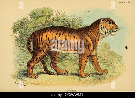 Ein Handbuch zu den Carnivora, London, E. Lloyd, 1896. tiger, Carnivora, Ein majestätischer Tiger, wird dargestellt, wie er anmutig durch eine üppige Landschaft wandert. Seine kraftvolle Form wird durch kräftige orange und schwarze Streifen betont, die die schlanke Muskulatur betonen. Der Hintergrund zeigt ein dichtes Grün, das auf den natürlichen Lebensraum des Tigers in der Wildnis hinweist. Der durchdringende Blick des Tigers vermittelt Stärke und Wachheit, während die lebendigen Farben dieses prächtigen Kreaturen lebendig darstellen. Diese Illustration fängt das Wesen des Tigers ein und zeigt seine Schönheit und die reiche Umgebung, in der er lebt. Stockfoto