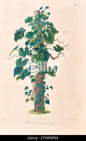 Icones Aroidearum, Vindobonae, 1857, Araceae, Bildwerke, Aroids, Philodendron Maximum, die Illustration zeigt eine üppige, kletternde Pflanze, die um einen strukturierten Holzpfosten verschlungen ist. Die markanten, herzförmigen Blätter, die mit komplexen Adern verziert sind, sind lebendig und voller Leben und zeigen verschiedene Grüntöne. Die sich verdrehenden Stiele zeigen das kräftige Wachstum der Pflanze, während sie sich um den Pfosten drehen, was ihre Klettereigenschaften unterstreicht. Unter der Abbildung wird der wissenschaftliche Name zusammen mit einem Verweis auf seine Klassifizierung dargestellt, was auf seine Bedeutung für botanische Studien hinweist. Das Ende Stockfoto