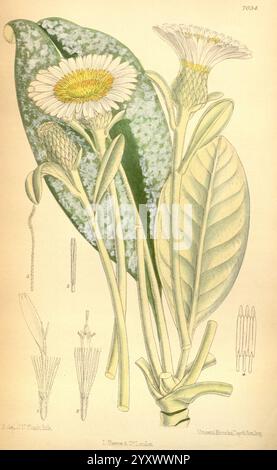 Curtis' botanisches Magazin, London, New York, botanische Illustration, Botanik, Zeitschriften, Bildwerke, Zierpflanzen, Neuseeland, Neuseeland, Neuseeland, Neuseeland, Matilda Smith, Curtis, Olearia insignis, Pachystegia insignis, Marlborough Rock Gänseblümchen, Kaikoura Rock Gänseblümchen, Marlborough, Frauen in der Wissenschaft, Matilda Smith, dieses Kunstwerk zeigt eine botanische Illustration einer blühenden Pflanze, die sich durch ihre zarten weißen Blüten mit einem gelben Zentrum auszeichnet. Die Blüten sind von mehreren komplizierten Knospen umgeben, die eine Reihe von Blütestadien zeigen. Deutlich sichtbar sind die langen, leuchtend grünen Blätter, die sich verjüngen Stockfoto