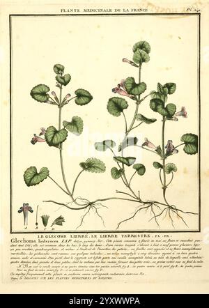 Herbier de la France, Paris, Chez l'auteur, Didot, Debure, Belin, 1780-93, Frankreich, Pilze, Heilpflanzen, malerische Werke, Pflanzen, giftige Pflanzen, diese botanische Illustration zeigt eine detaillierte Darstellung von *Glechoma hederacea*, allgemein bekannt als Ground Efeu oder kriechender Charlie. Die Pflanze ist mit ihren charakteristischen runden, gewellten Blättern und zarten violetten Blüten dargestellt, die in Gruppen blühen. Die Abbildung enthält Anmerkungen und beschreibenden Text in französischer Sprache, der Einblicke in die medizinischen Eigenschaften und Verwendungen der Pflanze bietet. Die Anatomie der Blätter und Blüten ist akribisch neu Stockfoto