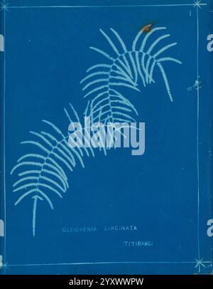 Neuseeland Farne Auckland, Neuseeland, Dobbie, H. B, 1880, Botanik, Botanik-Bildwerke, Farne, Neuseeland, Farne neuseeländische Bildwerke, Naturdrucke Neuseeland, Neuseeland, seltene Bücher des 19. Jahrhunderts, Auckland war Memorial Museum Tāmaki Paenga Hira, Eine delikate Illustration, die die komplizierten, gefiederten Wedel der Gleichenia circinata, einer Art Farn, zeigt. Der leuchtend blaue Hintergrund bildet einen wunderschönen Kontrast zur detaillierten weißen Darstellung der Blätter der Pflanze und spiegelt die anmutige Struktur und natürliche Eleganz dieser Art wider. Unter der Abbildung steht der Name Gleicheni Stockfoto
