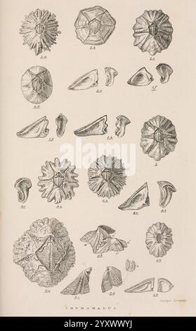 A, Monograph, ON, die, Unterklasse, Cirripedia, London, Ray, Society, 1851-54, Barnacles, Cirripedia, Woods Hole, die Komposition zeigt eine Sammlung verschiedener Meeresfossilien, die jeweils mit einer eindeutigen Referenznummer gekennzeichnet sind. Die Exemplare weisen eine Vielzahl von Formen und Texturen auf, die von glatten, abgerundeten Formen bis hin zu komplizierten, eckigen Designs reichen. Zu den bemerkenswerten Merkmalen gehören sternähnliche Muster, geriffelte Oberflächen und verschiedene Größen, die die Komplexität dieser alten Organismen hervorheben. Die detaillierten Illustrationen unterstreichen die natürliche Schönheit und wissenschaftliche Bedeutung dieser Fossilien, die sich durch ihre Bedeutung auszeichnen Stockfoto