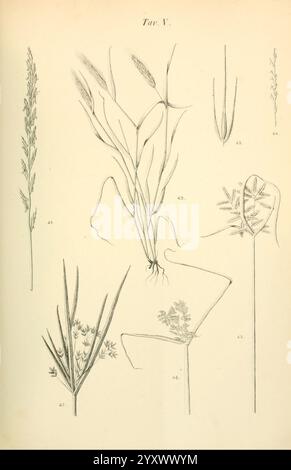 Flora Marchigiana, Pesaro, Premiato Stab, Tipo-lit, Federici, 1890-1891, Italien, Marken, Pflanzen, die Illustration zeigt eine Sammlung verschiedener Grasarten und verwandter Pflanzen, die ihre besonderen Merkmale zeigen. Es enthält detaillierte Darstellungen der Pflanzenstrukturen, wie längliche Stämme, Blätter und Blumenköpfe. Jede Probe ist mit einer entsprechenden Nummer gekennzeichnet, die ihre Klassifizierung oder Identifikation im botanischen Kontext angibt. Das Arrangement unterstreicht die Vielfalt der Gräser und betont ihre einzigartigen Formen und Formen, die zum Gesamtkomplex beitragen Stockfoto