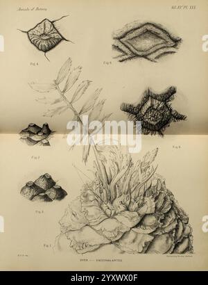 Annalen der Botanik, London, Botanik, Zeitschriften, Pflanzen, die Illustration zeigt eine Sammlung komplexer botanischer und geologischer Formen. Oben in der Mitte erinnert eine zarte, verzweigte Struktur an eine Pflanze oder Koralle, mit feinen Details, die die strukturierte Oberfläche betonen. Um diese zentrale Figur herum befinden sich fünf verschiedene Figuren, die jeweils einzigartige Muster und Formen hervorheben. Stockfoto
