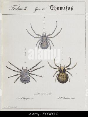 Monographia Aranearum, Monographie der Spinnen, Nürnberg, Lechner, [182, Museen Victoria, Spinnen, Spinnen, Spinnen, Arachnida, Franz von Paula Schrank, Thomisus griseus, Thomisus laevipes, Thomisus, laevipes, Thomisus brevipes, Thomisus, Griseus, Philodromus, Emarginatus, Brevipes, Ozyptila, Thomisus laevipes, Thomisus griseus, Philodromus emarginatus, Thomisus brevipes, Ozyptila brevipes, Taxonomie: Family= Thomisidae, Araneae, Eine detaillierte Darstellung von drei verschiedenen Spinnenarten der Gattung Thomisus. Jede Spinne ist mit der Buchstabenbezeichnung „A“ für den bis gekennzeichnet Stockfoto