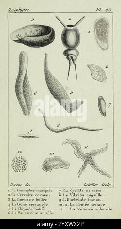 Atlas des zoophytes, Paris, Roret, libraire rue Hautefeuille, au Coin de celle du Battoir, annelida, Atlanten, Cnidaria, Echinodermata, Aale, Helminthen, Würmer, eine Illustration, die verschiedene mikroskopische Organismen darstellt, gekennzeichnet mit numerischen Kennungen zur leichteren Referenz. Zu den dargestellten Organismen gehören Stockfoto