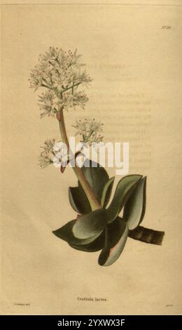 Das botanische Kabinett London John Arthur Arch 1817-1833.jpg, Eine wunderschön illustrierte botanische Studie einer saftigen Pflanze, die ihr kompliziertes Blumenarrangement zeigt. Die Pflanze hat eine Gruppe von zarten weißen Blüten, die aus einem dicken Stamm hervorgehen, unterstützt von fleischigen, abgerundeten Blättern, die eine glatte Oberfläche und einen lebhaften grünen Farbton haben. Die Zusammensetzung unterstreicht die natürliche Schönheit der Pflanze und lenkt die Aufmerksamkeit auf die Details der Blätter und die komplizierte Blütenbildung. Elegante wissenschaftliche Anmerkungen und ein subtiler Hintergrund unterstreichen die Präsentation und betonen den botani der Pflanze Stockfoto