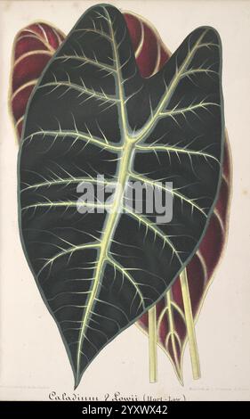 L'Illustration horticole, Gand, Belgien, Imprimerie et lithographie de F. et E. Gyselnyck, 1854-1896, Blumenzucht, Gartenbau, Gewächshäuser, Gartenbau, Zeitschriften, Eine große, detaillierte Illustration zeigt die komplizierten Merkmale von Caladium „Loui“ (allgemein bekannt als Morton Low). Das Kunstwerk hebt die leuchtenden, dunkelgrünen Blätter hervor und betont ihre breite Form und die markante, weiße Aderung, die sich durch das Laub zieht. Der Hintergrund enthält Hinweise auf ein weiteres Blatt, was der Komposition Tiefe verleiht. Diese Darstellung spiegelt sowohl die botanische Schönheit als auch die einzigartige Textur der Pflanze wider. Stockfoto