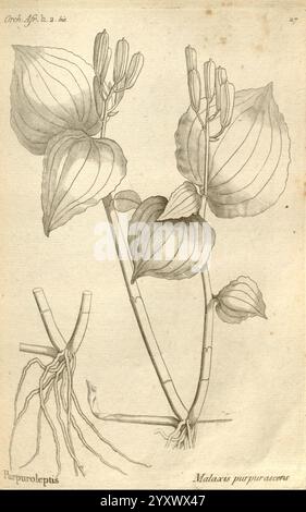 Histoire particulière des plantes, Orchidées, recueillies sur les trois îles australes, d'Afrique, de France, de Bourbon et de Madagascar, Paris, L'auteur, 1822. Orchidaceae, die Illustration zeigt eine botanische Studie der Malaxis purpurascens und zeigt ihre Besonderheiten. Die Pflanze ist mit detaillierten Zeichnungen ihrer Blätter dargestellt, die herzförmig mit markanter Verehrung sind. Die Zusammensetzung umfasst die Wurzelstruktur, wodurch die Verbindung zum Boden betont wird. Die Blütenknospen sind oben abgebildet und zeigen die Fortpflanzungsaspekte der Pflanze. Die Abbildung zeigt den Stockfoto