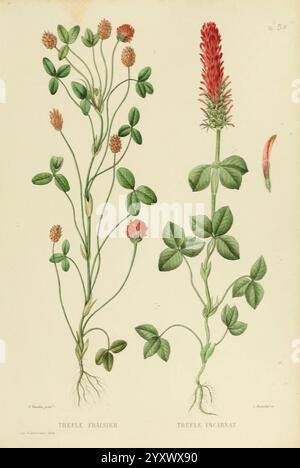 Nouvelle iconographie four ragère, Atlas, Paris, P. Asselin, 1871, Gramineae, der New York Botanical Garden, Bildwerke, Futterpflanzen, die Illustration zeigt zwei verschiedene Kleearten. Auf der linken Seite zeigt das Trifolium fragiferum, allgemein bekannt als Erdbeerklee, seine üppig grünen Blätter und leuchtend roten Blumenköpfe, die an Gruppen winziger Erdbeeren erinnern. Auf der rechten Seite ist Trifolium incarnatum, auch bekannt als Karmesinklee, mit seinen aufrechten Stielen und markanten roten Blütenspitzen dargestellt. Beide Pflanzen werden mit viel Liebe zum Detail gerendert, wobei ihre Blätter, Stämme, Stockfoto
