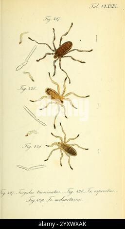 Die, Arachniden, Nürnberg, in der C. H. Zeh'schen Buchhandlung, 1831-1848, Arachnida, zeigt die Abbildung detaillierte Darstellungen verschiedener Zeckenarten, die speziell mit den Abbildungen 427, 428 und 429 beschriftet sind. Jede Figur zeigt die charakteristischen anatomischen Merkmale der Zecken, einschließlich ihrer Körperformen und -Strukturen, mit Schwerpunkt auf Eigenschaften wie Mundteile und Texturen. Neben den Zecken befinden sich weitere kleinere Abbildungen, die möglicherweise Lebensstadien oder spezifische anatomische Details anzeigen. Die wissenschaftliche Nomenklatur der Arten wird zusammen mit den Zahlen dargestellt Stockfoto