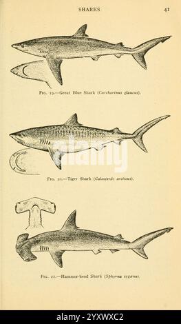 Feldbuch der Riesenfische, New York, G. P. 1949, Haie, Wale, Woods Hole, Fish, Sphyrna zygaena, Prionace glauca, Galeocerdo cuvier, eine wissenschaftlich illustrierte Darstellung von drei bedeutenden Haiarten, die ihre unterschiedlichen Körperformen und Merkmale zeigen. Oben ist der große Blauhai (Carcharhinus glauca) mit seiner langen Form und stromlinienförmigen Silhouette dargestellt. Darunter ist der Tigerhai (Galeocerdo cuvier) hervorgehoben, der für seinen robusten Körper und seine charakteristischen Streifen bekannt ist. Schließlich ist der Hammerhai (Sphyrna zygaena) zu sehen, der für seine einzigartige Kopfform bekannt ist Stockfoto