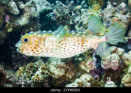 Fleckenfische, Gelbfleckenfische, Cyclichthys spilostylus, Port Ghalib, Marsa Alam, Ägypten, Rotes Meer, Indischer Ozean Stockfoto