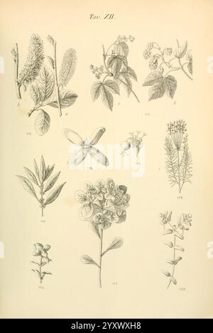 Flora, Marchigiana, Pesaro, Premiato, Stab, Tipo, Lit, Federici, 1890-1891, Italien, Marken, Pflanzen, die Illustration zeigt eine Sammlung detaillierter botanischer Studien. Es umfasst verschiedene Pflanzenarten, die jeweils mit numerischen Kennungen als Referenz gekennzeichnet sind. Unter der dargestellten Flora befinden sich Blätter, Blüten und Früchte, die aufwändig dargestellt werden, um ihre einzigartigen Strukturen und Eigenschaften zu zeigen. Das Arrangement hebt die Vielfalt in Form und Anatomie hervor, mit Beispielen von weichem Laub, langen Samenkapseln und Häufchen von kleinen Blüten, die die komplizierte Schönheit des Pflanzenreiches unterstreichen. E Stockfoto