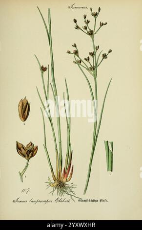 Flora von Deutschland, Österreich und der Schweiz, Gera, Zezschwitz, 1903, Pflanzen, Deutschland, Österreich, Schweiz, Floras, Juncus articulatus, eine Illustration, die die Pflanze *Sparganium erectum*, allgemein bekannt als das verzweigte Bohrerrohr, zeigt. Die Darstellung enthält mehrere Details: Die hohen grünen Stiele, die zarten Blütenspitzen an der Spitze und die charakteristischen breiten, flachen Blätter, die aus der Basis herausragen. Neben der Hauptpflanze gibt es kleinere Illustrationen, die die Blumenstruktur und die Wachstumsmuster hervorheben und das Verständnis der Morphologie dieser Wasserpflanze verbessern. Th Stockfoto