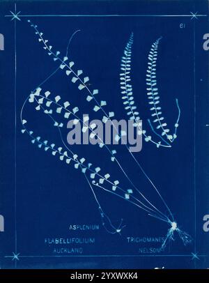 Neuseeland Farne Auckland, Neuseeland, Dobbie, H. B, 1880, Botanik, Botanik-Bildwerke, Farne Neuseeland, Farne Neuseeland Bildwerke, Naturdrucke Neuseeland, Neuseeland, seltene Bücher 19. Jahrhundert, Auckland war Memorial Museum Tāmaki Paenga Hira, die Komposition zeigt eine detaillierte Untersuchung von zwei Farnarten, Flabellifolium und Trichomanes, die beide in Neuseeland heimisch sind. Die komplizierte Anordnung hebt die einzigartigen Strukturen der Wedel hervor, deren filigrane Flugblätter in wechselnden Mustern angeordnet sind. Jede Probe ist sorgfältig gekennzeichnet und enthält botanische Namen und Standorte Stockfoto