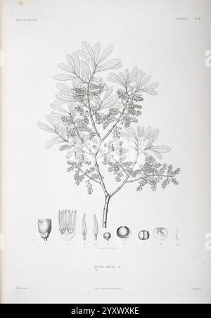 Tentamen, Florae, Abessinicae, Parisiis, Arthus, Bertrand, 1847-1851, Eine detaillierte botanische Illustration, die einen Zweig einer Pflanze zeigt, mit einer Reihe von zarten Blättern mit komplizierten Lappen. Unterhalb des Zweiges sind verschiedene Blumenstrukturen dargestellt, darunter Samenkapseln und Blumenteile, die die Fortpflanzungsmerkmale der Art hervorheben. Jedes Element ist beschriftet, um einen Einblick in die botanische Anatomie zu erhalten und die besonderen Merkmale der Pflanze darzustellen. Die Komposition betont die Schönheit des Designs der Natur durch präzise Linienführung und Liebe zum Detail. Stockfoto