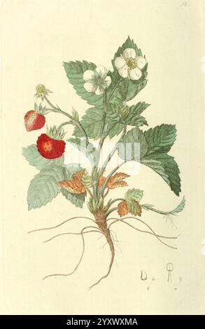 Svensk, botanik Stockholm, Tryckt hos C. Delén, 1802-[1843], Bildwerke, Pflanzen, Schweden, der New York Botanical Garden, Eine botanische Illustration, die eine Erdbeerpflanze zeigt und ihren lebendigen Lebenszyklus festlegt. Die Pflanze ist mit sattgrünen Blättern und zarten weißen Blüten sowie Reifen roten Erdbeeren dargestellt, die verführerisch baumeln. Die Wurzeln sind unterhalb der Bodenlinie sichtbar, was die Grundlage der Pflanze veranschaulicht. Das detailreiche Rendering hebt die Texturen der Blätter und die glänzende Oberfläche der Erdbeeren hervor und schafft so eine harmonische Darstellung des Wohlstands der Natur. Stockfoto