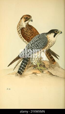 Farbig, Illustrationen, von, Britisch, Vögel, und ihre Eier, London, G. W, Nickisson, 1842-1850, Vögel, Verzeichnisse, England, Großbritannien, London, Bild, Werke, Präparateure, Falco, Peregrinus, Peregrine, Falke, diese Abbildung zeigt zwei Falken auf einer felsigen Oberfläche. Der Vogel auf der linken Seite zeigt ein sattes, rötlich-braunes Gefieder mit einem gesprenkelten Muster, das seine charakteristischen Merkmale und Anmut unterstreicht. Der Vogel auf der rechten Seite hingegen besticht durch markante blau-graue Federn mit dunkler Schranke, die seine schlanke Silhouette betonen. Beide Falken haben durchdringende Augen und scharfe Be Stockfoto