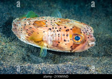 Stachelschweine mit langer Wirbelsäule, Diodon Holocanthus, Lembeh Strait, Sulawesi Indonesien, Indo-Pazifik Stockfoto