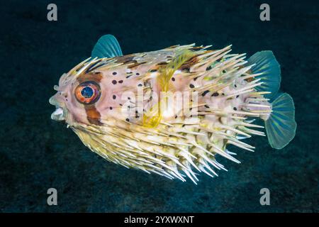 Stachelschweine mit langer Wirbelsäule, Diodon Holocanthus, Lembeh Strait, Sulawesi Indonesien, Indo-Pazifik Stockfoto