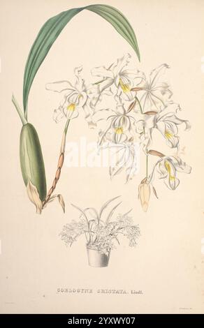 Pescatorea Bruxelles M. Hayez 1860 orchidaceae, eine elegante Illustration der zarten Blüten der Cattleya Orchidee, die wissenschaftlich als Cattleya gilliardiana identifiziert wurde. Das Kunstwerk zeigt eine Reihe von auffälligen weißen Blumen mit leuchtend gelben Kehlen, die die komplizierten Details jedes Blütenblatts einfangen. Die Blüten begleiten eine Darstellung einer Pflanze in einem einfachen Topf, die die natürliche Schönheit dieser Orchideenart unterstreicht. Die Zusammensetzung hebt sowohl die einzelnen Blüten als auch die Gesamtstruktur der Pflanze hervor und spiegelt die Kunstfertigkeit und Wertschätzung für botanische Studien wider. Stockfoto