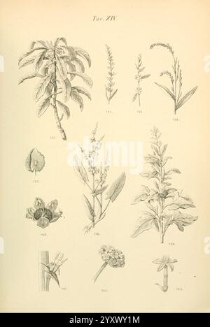 Flora, Marchigiana, Pesaro, Premiato, Stab, tipo, lit, Federici, 1890-1891, Italien, Marken, Pflanzen, Eine Sammlung von botanischen Illustrationen mit verschiedenen Pflanzenarten, jede sorgfältig detailliert und beschriftet. Das Arrangement zeigt eine Vielzahl von Blättern, Stämmen und Blumen, die die einzigartigen Eigenschaften jeder Pflanze hervorheben. Das Kunstwerk betont die Vielfalt der Flora, einschließlich unterschiedlicher Blumenformen und Blattstrukturen, mit begleitenden Zahlen zur Identifizierung. Diese akademische Darstellung dient als visueller Leitfaden für Pflanzenstudien und führt die Zuschauer in die faszinierende Welt ein Stockfoto