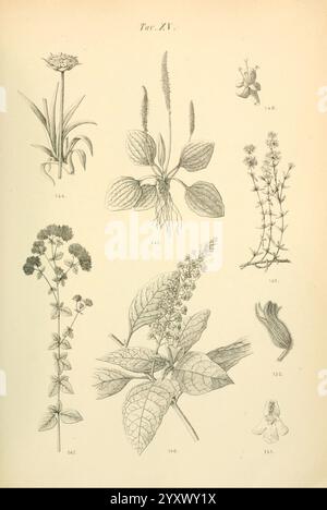 Flora marchigiana, Pesaro, Premiato Stab. tipo-beleuchtet. Federici, 1890-1891, Italien, Marken, Werke, die Abbildung zeigt eine Sammlung botanischer Proben, die sorgfältig mit den Nummern der einzelnen Pflanzen gekennzeichnet sind. In der Mitte steht eine Pflanze mit breiten Blättern und Blüten, neben mehreren kleineren Kräutern und Blumen, die ordentlich angeordnet sind. Jedes Exemplar ist mit komplizierten Details dargestellt, die ihre einzigartigen Blattstrukturen und Blütenformen zeigen. Es können verschiedene Stadien der Blüte und der Blattvariationen beobachtet werden, die die Vielfalt des Pflanzenreiches deutlich machen. Die umgebenden Beschriftungen und Stockfoto