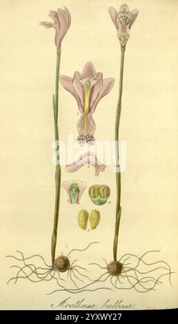 Exotic, Flora, Edinburgh, gedruckt, für W, Blackwood, 1823-27, Großbritannien, Pflanzen, Bilder, Werke, Pflanzen, kultiviert, Eine botanische Illustration, die die komplizierten Details der *Iris tuberosa* Pflanze zeigt. Das Kunstwerk zeigt zwei Stiele mit zarten rosa Blüten an der Spitze, die ihre unterschiedlichen Blütenblätter und ihre Fortpflanzungsstrukturen, einschließlich Antheren und Stigmen, offenbaren. Unterhalb der Blüten zeigt die Zeichnung die unterirdischen Knollen, die die Pflanze stützen, begleitet von detaillierten Anmerkungen der Blütenanatomie und der Samenstrukturen, die die botanischen Eigenschaften der Pflanze a betonen Stockfoto