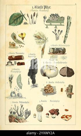 Populäre Botanik Stuttgart, Krais & Hoffmann, 1857, botanische Exploration, Plants., diese Abbildung zeigt eine Vielzahl von Pilzen, die zu Bildungszwecken in verschiedene Familien unterteilt sind. Jeder Abschnitt zeigt verschiedene Arten, einschließlich Details zu ihren Formen, Texturen und Eigenschaften. Die erste Familie zeigt verschiedene Blattformen, während die folgenden Abschnitte eine Reihe von Pilzen, Schimmelpilzen und anderen Pilzarten hervorheben, was die Vielfalt und Komplexität dieses biologischen Reiches unterstreicht. Die sorgfältige Kennzeichnung und Anordnung soll die Identifizierung und Klassifizierung von t erleichtern Stockfoto