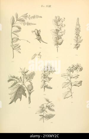 Flora marchigiana, Pesaro, Premiato Stab. tipo-beleuchtet. Federici, 1890-1891, Italien, Marken, Werke, eine Sammlung botanischer Illustrationen, die eine Vielzahl von Pflanzen und Blumen zeigen. Jedes Exemplar ist akribisch mit komplizierten Details gezeichnet, die Merkmale wie Blätter, Stämme und Blüten hervorheben. Das Arrangement umfasst verschiedene Arten, von denen einige einzigartige Formen und Texturen sowie numerische Etiketten zur Identifizierung aufweisen. Das Kunstwerk spiegelt einen wissenschaftlichen Ansatz der Botanik wider und erfasst die Schönheit der Natur auf elegante und informative Weise. Stockfoto