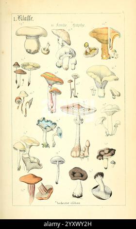 Populäre Botanik Stuttgart, Kräis & Hoffmann, 1857, botanische Exploration, Pflanzen, es wird eine Sammlung verschiedener Pilzarten angezeigt, die in einem Raster angeordnet sind. Jede Abbildung zeigt verschiedene Arten von Pilzen und zeigt eine Reihe von Formen, Größen und Farben. In der oberen linken Ecke sind Arten mit schirmähnlichen Kappen zu sehen, während andere mit komplizierteren Designs und Texturen versehen sind. Einige Pilze sind mit glatten, abgerundeten Spitzen, während andere mit Rüschen oder welligen Kanten versehen sind. Jede Sorte ist nummeriert und gekennzeichnet, wobei wissenschaftliche Namen zu ihrer Identifizierung beitragen. Das Arrangement Stockfoto