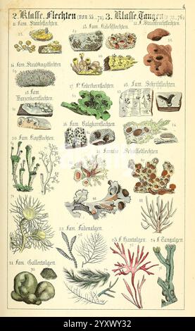 Populäre, Botanik, Stuttgart, Krais & Hoffmann, 1857, botanische Exploration, Pflanzen. Eine detaillierte Abbildung zeigt verschiedene Meereslebewesen und -Organismen, die in verschiedene Abschnitte unterteilt sind. Jeder nummerierte Eintrag zeigt eine andere Art oder Art von Meeresleben, einschließlich Korallen, Algen und andere aquatische Flora und Fauna. Das Arrangement hebt die Vielfalt der Unterwasserökosysteme hervor, mit komplizierten Details, die die einzigartigen Eigenschaften jedes Organismus veranschaulichen. Jede Darstellung wird durch klare Etiketten begleitet, die wissenschaftliche Namen und Klassifizierungen enthalten, was sie zu einer wertvollen Referenz macht Stockfoto