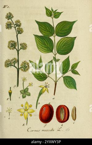 Deutschlands Flora in abbildungen nach der Natur Nürnberg Gedruckt auf Kosten des verfassers 1798-[1862] Germany botany Cornus MAS zeigt diese Illustration die Cornus MAS, allgemein bekannt als die Kornelkirsche. Es zeigt detaillierte Darstellungen verschiedener Stadien der Pflanze, einschließlich Blumenhaufen, detaillierten Blättern und den charakteristischen roten Früchten der Art. Jeder beschriftete Abschnitt hebt verschiedene Aspekte hervor, wie Blütenknospen, Blüten und reife Früchte, wobei Samen und Früchte halbiert werden, um ihre innere Struktur zu erkennen. Die Blätter sind in leuchtendem Grins dargestellt Stockfoto