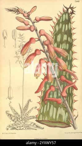 Curtis's Botanical Magazine, London, New York, botanische Illustration, Botanik, Zeitschriften, Bildwerke, Zierpflanzen, Curtis, Aloe, Pflanze, saftig. die Abbildung zeigt eine detaillierte botanische Studie, die zwei unterschiedliche Pflanzen zeigt. Auf der rechten Seite erscheint ein hoher, aufrechter Sukkulent mit dicken, grünen, gemusterten Blättern, geschmückt mit leuchtenden, langen roten Blüten, die anmutig an bogenförmigen Stielen hängen. Links zeigt eine kleinere blühende Pflanze zarte, feine Details mit schlanken Stielen und kleinen, komplizierten Blüten. Das Bildmaterial betont die einzigartigen Eigenschaften und Texturen Stockfoto