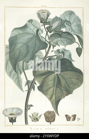 Stirpes novae, Parisiis, ex typographia Philippi-Dionysii Pierres, 1784-85, Plants, Eine botanische Illustration, die die Pflanze Sida arborescens mit ihren großen, herzförmigen Blättern zeigt, die eine reiche, strukturierte Oberfläche aufweisen. Die Zusammensetzung hebt die zarten Blüten der Pflanze hervor, die in verschiedenen Blütestadien dargestellt werden, sowie die detaillierten Darstellungen ihrer Samenkapseln. Die Illustration kombiniert komplexe Linienarbeiten mit subtiler Schattierung, um die natürliche Schönheit und Komplexität der Art zu betonen und sowohl das Laub als auch die Fortpflanzungsteile präzise zu erfassen. Stockfoto