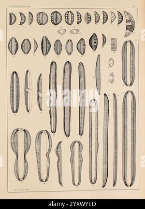 Atlas der Diatomaceen-Kunde Leipzig O.R. Reisland 1874-19 Atlanten bacillariophyceae, Eine detaillierte wissenschaftliche Illustration, die eine Vielzahl von Kieselalgen-Arten zeigt, die jeweils in präziser Strichkunst dargestellt sind. Die verschiedenen Formen und Größen umfassen längliche, ovale und kreisförmige Formen, die die komplizierten Muster und strukturellen Merkmale dieser mikroskopisch kleinen Algen zeigen. Die Abbildung ist systematisch organisiert, wobei jede Probe numerisch gekennzeichnet ist. Diese visuelle Darstellung dient als wichtige Referenz für die Untersuchung der Diversität und Morphologie von Kieselalgen und hebt deren Bedeutung hervor Stockfoto