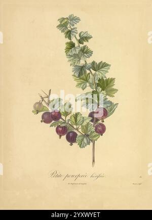 Pomologie francaise, Paris, Langlois et Leclercq, 1846. Arbres Fruitiers, Field Guides, Frankreich, Obstbäume, Obstkultur, Früchte, Identifikation, Pflanzen, eine elegant gerenderte Illustration zeigt einen Stachelbeerzweig, der ihre üppig grünen Blätter und prallen, Reifen Früchte zeigt. Die zarten Details der Blätter betonen die Textur und Form, während die leuchtenden Beeren tiefrot und violett wirken, was Reife und Süße andeutet. Unterhalb der botanischen Darstellung ist der Titel „Petite pourprée hérissée“ eingeprägt, der die Art angibt. Die Gesamtzusammensetzung spiegelt einen Schaden wider Stockfoto