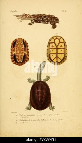 Erpétologie générale, ou, Histoire naturelle complète des reptiles Paris, Roret, 1834-1854, Amphibien, Herpetologie, Reptilien, die Abbildung zeigt eine detaillierte Untersuchung verschiedener Schildkrötenarten, die ihre einzigartigen Schalenmuster und anatomischen Merkmale zeigen. In der Mitte ist eine markante Schildkröte von der dorsalen Ansicht dargestellt, die die komplizierten Designs auf ihrem Panzer hervorhebt. Darüber sind zwei Schildkrötenschalen dargestellt, von denen eine ein eindeutiges geometrisches Muster und die andere ein kunstvolleres Design aufweist, beide zur Identifizierung gekennzeichnet sind. Unterhalb der zentralen Schildkröte, ein Blick auf die Schildkröte von A Stockfoto