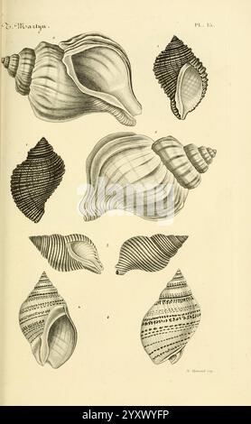 Le Conchyliologiste universel, ou, figures des coquilles jusqu'à présent inconnues recueillies en divers voyages à la mer du Sud depuis l'année 1764, Paris, A. Franck, libraire-éditeur, 1845, Mollusken, Bildwerke, Eine Sammlung aufwändig detaillierter Muschelabbildungen mit verschiedenen Formen und Texturen. Die Ausstellung umfasst glatte, spiralförmige Schalen mit langen Formen, im Kontrast zu anderen, die gerippte Oberflächen und verschiedene Muster zeigen. Jedes Exemplar ist mit Zahlen gekennzeichnet, die die Vielfalt der Meereslebewesen hervorheben. Die Gesamtkomposition betont die Schönheit und Komplexität von Stockfoto