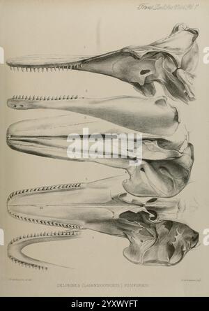 Transaktionen, of, the, Zoological, Society, of, London, London, veröffentlicht, für die, Zoological, Society, of, London, by, die Illustration zeigt eine detaillierte anatomische Untersuchung des Schädels eines Delfins, insbesondere der Delphinus-Art. Es umfasst mehrere Ansichten – lateral, dorsal und ventral –, um eine umfassende Untersuchung der strukturellen Merkmale zu ermöglichen. Bemerkenswerte Elemente wie die längliche Schnauze, die Anordnung der Zähne und die ausgeprägten Schädelrippen werden klar dargestellt. Die Etiketten weisen auf verschiedene Teile des Schädels hin, was das komplizierte Design von unterstreicht Stockfoto