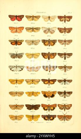 Index Entomologicus London William Wood 1839 Butterflies Classification Great Britain Identification Lepidoptera Pictorial Works, Eine Sammlung detaillierter Illustrationen, die eine Vielzahl von Falter und Schmetterlingen zeigen, die systematisch in Reihen angeordnet sind. Jedes Exemplar weist unterschiedliche Muster, Farben und Flügelformen auf, was die Vielfalt der Lepidopterenarten unterstreicht. Die einzelnen Einträge sind mit Zahlen versehen, die eine eindeutige Referenz zur Identifizierung bieten. Das Arrangement betont die Schönheit und Komplexität dieser Insekten und veranschaulicht ihre einzigartigen Eigenschaften und die de Stockfoto