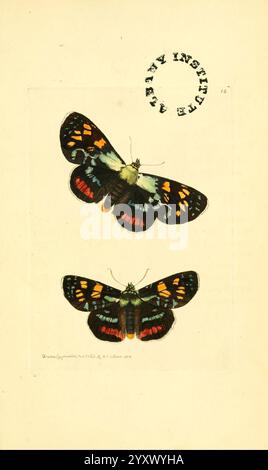 Die zoologische Verschiedenheit London, gedruckt von B. McMillan für E. Nodder & Son und verkauft von allen Buchhändlern, 1814–1817, Bildwerke, Zoologie, dieses Bild zeigt zwei verschiedene Schmetterlingsexemplare nebeneinander. Der oberste Schmetterling verfügt über ein auffälliges Muster aus kräftigen Farben, darunter leuchtende Rot-, Gelb- und komplizierte schwarze Markierungen, die einen schönen Kontrast bieten. Der untere Schmetterling zeigt eine gedämpfte Palette, die durch tiefgrünes Grün und dezente Noten von Orange und Gelb gekennzeichnet ist und sein einzigartiges Design unterstreicht. Beide Schmetterlinge werden vor einem hellen Hintergrund dargestellt, was es erlaubt Stockfoto