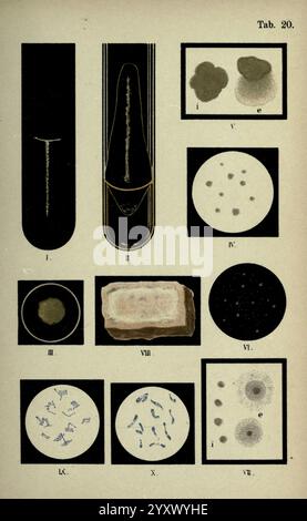 Atlas and Essentials of Bacteriology, New York, William Wood & Co, 1897, Bakterium, Atlanten, Bacteriological, die Ausstellung zeigt eine Sammlung wissenschaftlicher Illustrationen, die verschiedene Mikroorganismen und Zellstrukturen zeigen. Jeder Abschnitt ist nummeriert und präsentiert unterschiedliche Themen Stockfoto