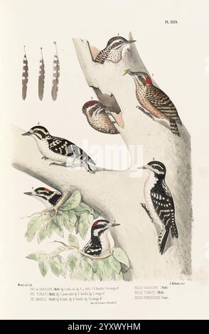 Monographie des picidées, ou Histoire naturelle des picidés, picumninés, yuncinés ou Torcols, Metz, Typ. De J. Verronnais, 1861-62. Vögel, Picidae, Bildwerke, Picoides pubescens, Dendrocopos macei, Picus turati, Picus wagleri, diese Illustration zeigt eine Vielzahl von Spechtarten, die auf einem Baumzweig thront. Jeder Vogel ist mit komplizierten Details dargestellt, die sein einzigartiges Gefieder und seine Farben hervorheben. Unter ihnen kann man eine leuchtend rote Krone, deutliche schwarz-weiße Markierungen und unterschiedliche Körperformen beobachten. Zusätzlich hängt ein Federhaufen neben dem Zweig, Dämon Stockfoto