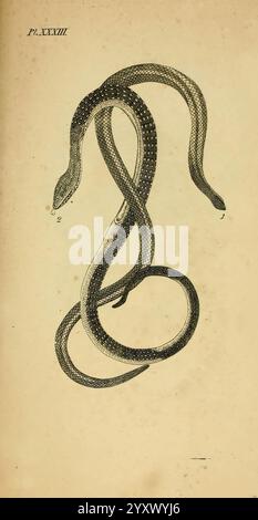 Icones amphibiorum, Hafniae, C. Steen, 1835, Amphibien, Reptilien, malerische Werke, eine detailreiche Darstellung einer Schlange, die ihren langgestreckten, gewundenen Körper und ihre charakteristischen Muster entlang ihrer Skalen zeigt. Die Schlange wird mit mehreren Kurven dargestellt, was ihre Flexibilität und natürliche Anmut unter Beweis stellt. Nummerierte Referenzen zeigen spezifische Merkmale oder Anmerkungen in Bezug auf die Art an. Die Gesamtkomposition unterstreicht die Eleganz und Komplexität dieses Reptils und betont sowohl seine Form als auch seine Textur. Stockfoto