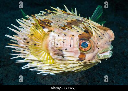 Stachelschweine mit langer Wirbelsäule, Diodon Holocanthus, Lembeh Strait, Sulawesi Indonesien, Indo-Pazifik Stockfoto