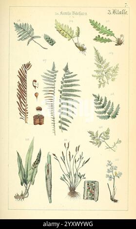 Populäre Botanik, Stuttgart, Krais & Hoffmann, 1857, Botanical Exploration, Pflanzen, Eine Sammlung verschiedener Farne und botanischer Präparate, die methodisch zur Untersuchung angeordnet sind. Das Layout verfügt über eine Vielzahl von Farntypen, die jeweils mit einer Nummer zur Identifizierung gekennzeichnet sind. Einige Exemplare enthalten detaillierte Darstellungen von Blättern mit komplizierten Texturen und Mustern. Es werden auch kleinere Pflanzen und Pflanzenteile gezeigt, was die Vielfalt der Flora unterstreicht. Die Gesamtzusammensetzung legt nahe, dass der Schwerpunkt auf botanischer Bildung und Klassifizierung liegt, die sich als Referenz in einem naturgeschichtlichen oder pflanzenbiologischen Kontext eignen. Stockfoto